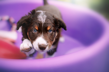 Amare Montis Pikes Peak