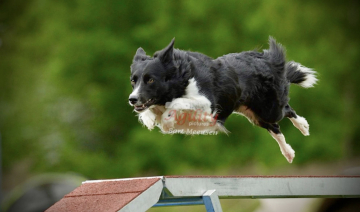 Darleyfalls She's The One