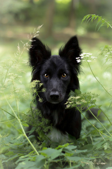 Bagheera Wapello Forest