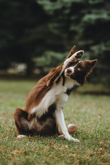 Ravens Quoth Nevermore