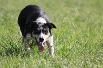 Edi Br Border Collie Country Ranch