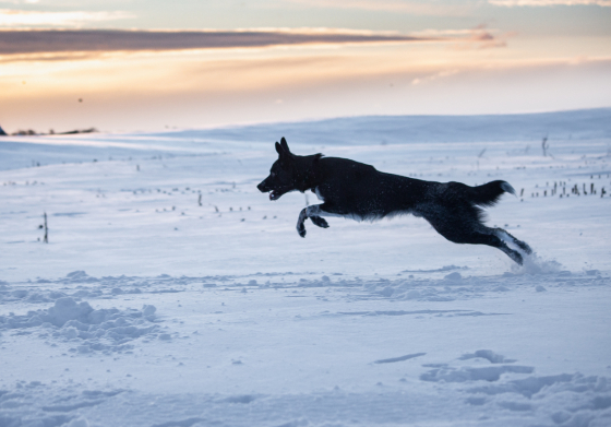 Simply Fab Vexor Shepter