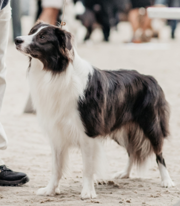 Bovoro Vaillant Grey