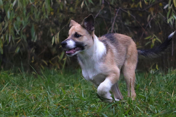 Great Gatsby Von Der Espenstrasse