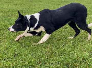 Tara