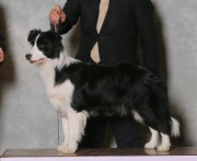 Abbi Yuan Ke Ai Duo Of Shou Yu Kennel