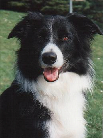 Joker Vom Waldecker Land