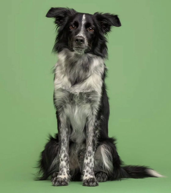 Spotty Dragons Mini Yogobelly