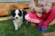 Buster Lentus Border Collie