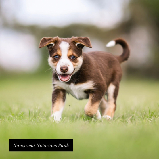 Nangamai Notorious Punk