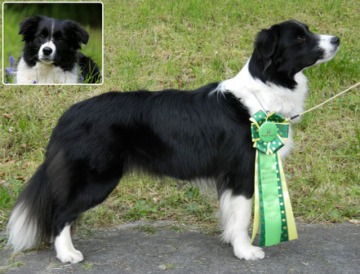 Legend Of Braveheart Cosmic Soulmate