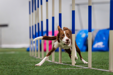 Bullet Hoshi from Extreme Team