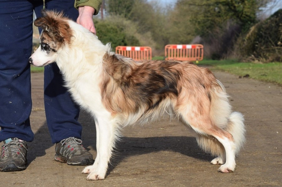 Xplosive Lark of Doggone Borders