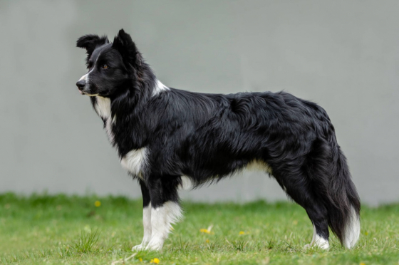 Infernal Dancer z Cernobilych