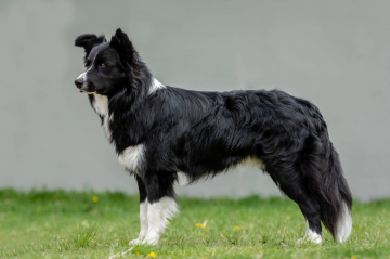 Infernal Dancer z Cernobilych