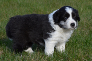 Criss-Cross Code z Cernobilych