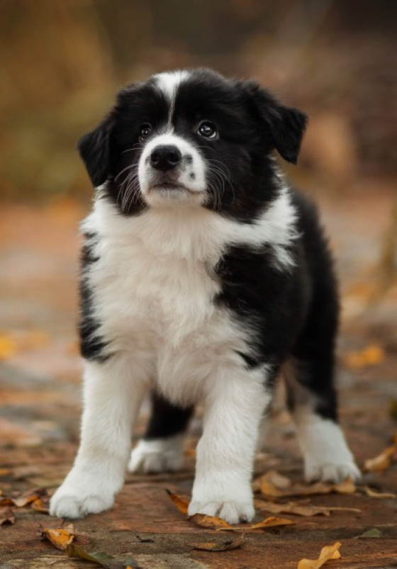 Gustaw Colline Rove