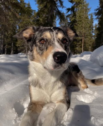 Lapinhullun Morko