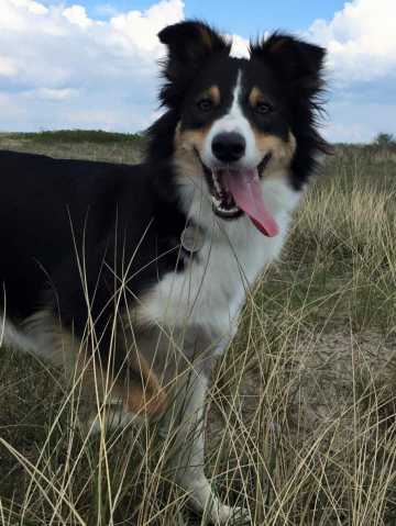 Skjernaa Bordercollie Tiffanie