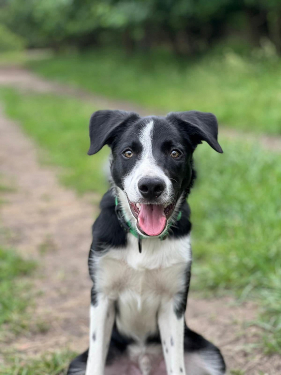The Greatest Legacy Shepter
