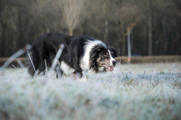 Dutchfield's Scot Once In A Blue Moon