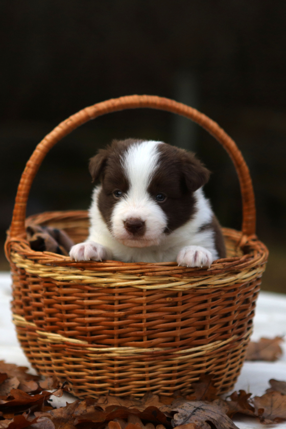 Use The Dragon's Fire