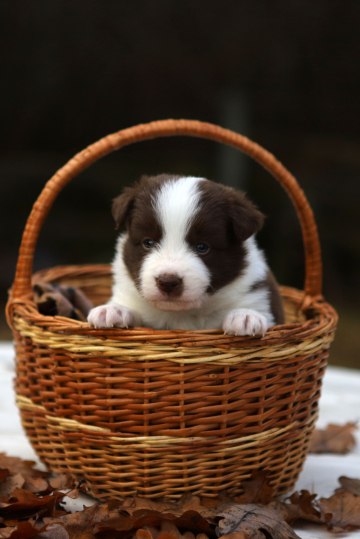 Use The Dragon's Fire