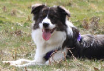 Marshonelle April's Love At Borderstar