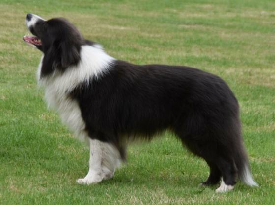 Ruff Diamond From Forever Clever