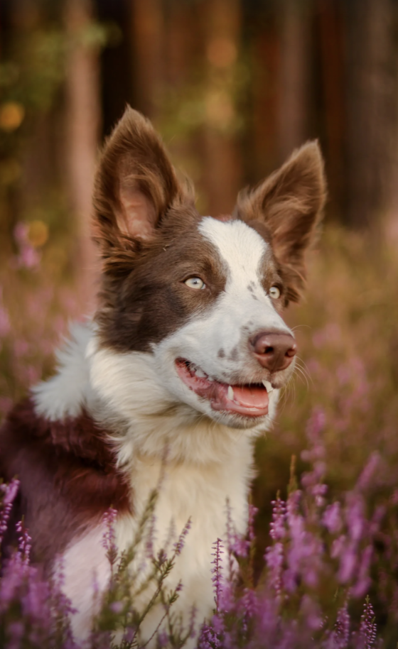 Cilghal Jedi Shepherd