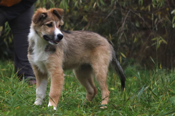 Gimli Von Der Espenstrasse