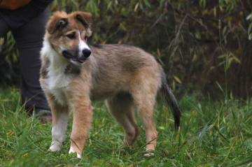 Gimli Von Der Espenstrasse