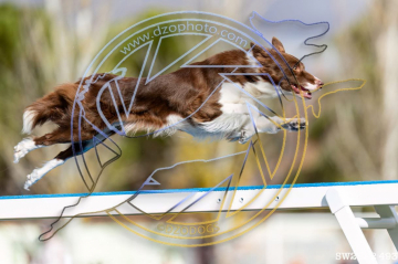 Pikota Red Candy From Spain