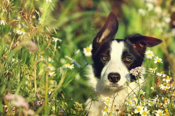 Firework Hill For Yolo