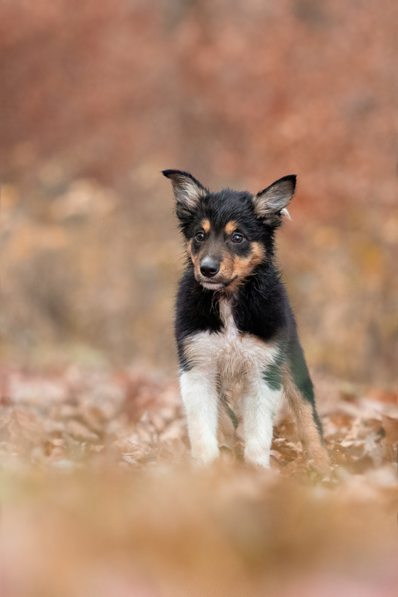 Every Star Belongs To You When You're Full of Wool