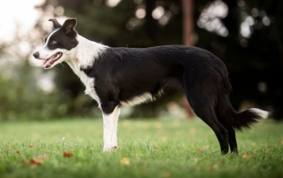 Merci Of Austrian Starlight