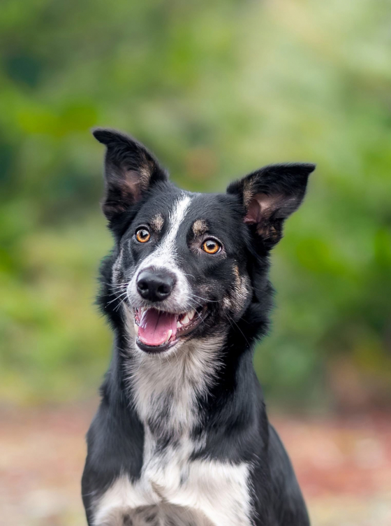 Bardarbunga Razy Levah