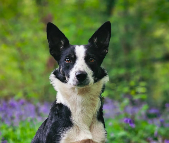 Stellmax Brizzle Shizzle