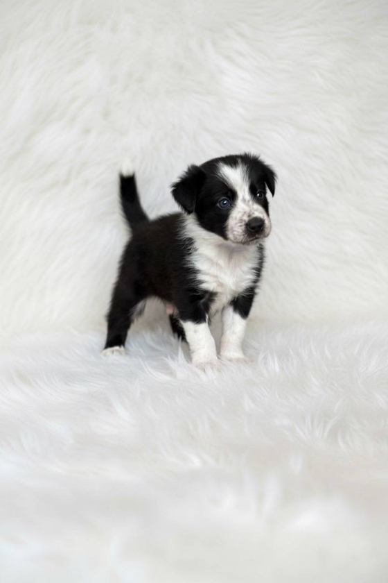 Focus Fire Poimandres