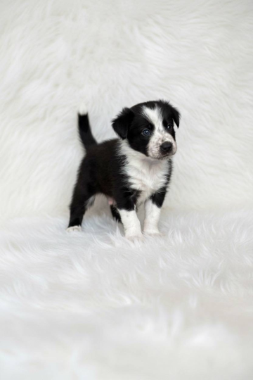 Focus Fire Poimandres