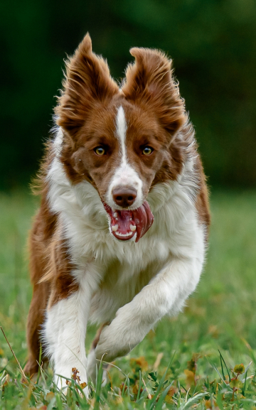 Maremania Czeya Emerald