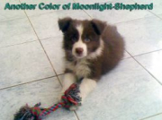 Another Color of Moonlight-Shepherd