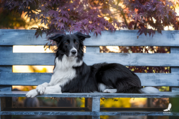 Vkhagar iz Strany Kutha