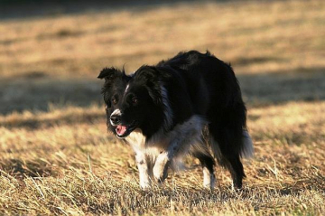 Trust Your Heart Aislyn