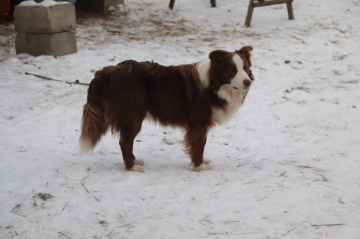 Baileys iz Zapolarya