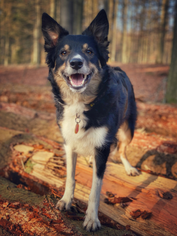 Mind The Dog Quarantena