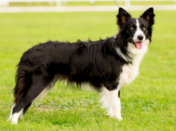 Neo-Angin IbaZe Ex Family Geluzee