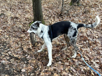 Trombex LeGa ex Family Geluzee