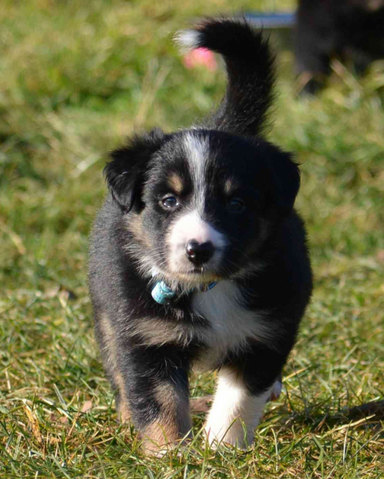 Dragon Night Terror Ultraviolet