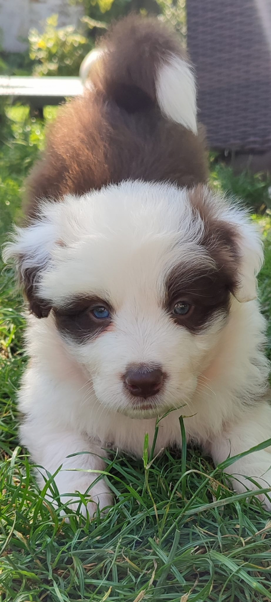 Hachi Sataja